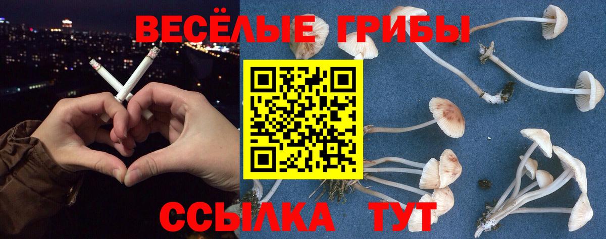 Каменка  закладка  Вход с VPN  Псилоцибиновые грибы Cubensis  Псилоцибиновые грибы GOLDEN TEACHER 